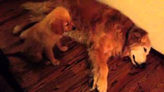 Puppy Golden Retriever Comforts Older Dog During Nightmare [upl. by Opalina]