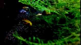 Apistogramma Trifasciata  Breeding [upl. by Ennasirk973]