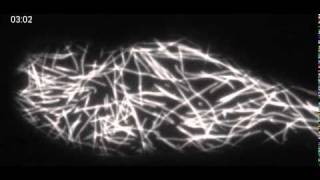 Microtubules in Arabidopsis Root Hair  TIRF microscopy [upl. by Fenner893]