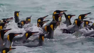 King Penguins of South Georgia [upl. by Torhert]