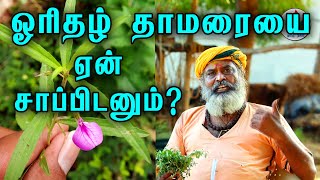 ஓரிதழ் தாமரையை ஆண் பெண் எதற்காக சாப்பிட வேண்டும்  orithal thamarai benefits tamil  Tamil nalam [upl. by Mixie668]