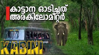 Kabini Forest Safari  Elephant chased us for half a kilometer [upl. by Nnorahs]