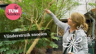 Vlinderstruik snoeien  eind maart begin april  Tuinseizoen [upl. by Naylor76]