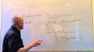 Endocrine lesson 2 Endocrine glands and hormones [upl. by Yrrol]