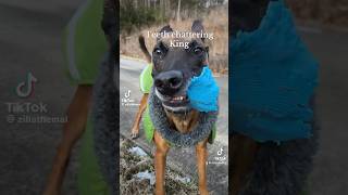 Teeth chattering king shorts dog funnyanimals [upl. by Querida]