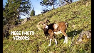 Au piège photo Loup bouquetins mouflons renards Vercors camera trail mai 2024 [upl. by Tyrus210]