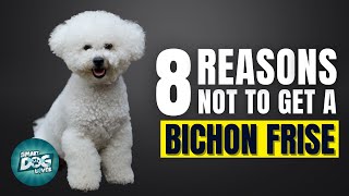 8 Reasons Why You SHOULD NOT Get a Bichon Frise [upl. by Nauqahs528]