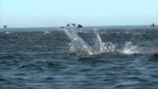 Manta Rays Jumping [upl. by Haon282]