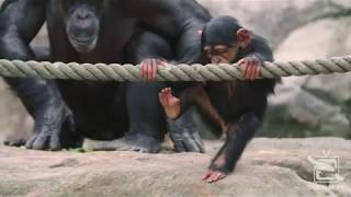 Chimpanzee Keeper Talk at Taronga Zoo Sydney [upl. by Ginelle]