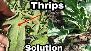 Thrips Control  Systematic Insecticide [upl. by Odlauso838]