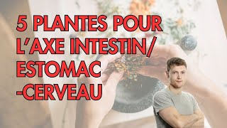 5 PLANTES pour laxe ESTOMACINTESTIN CERVEAU [upl. by Hoag]