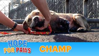 Champ suffered a terrible injury and recovered beautifully Viewer Discretion Advised pitbull [upl. by Bernhard]