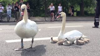 Swan family controls traffic in Denmark [upl. by Ahsimal]