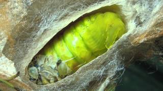 A Moth Lifestyle Pupation Process [upl. by Nelyk]