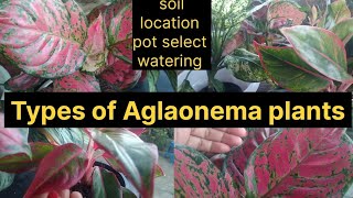 Types of Aglaonema plantsHow to grow Aglaonema plantscare tips [upl. by Ssilb454]