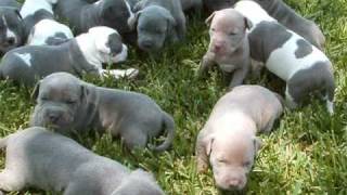 Blue puppies and gray grey pitbull puppy 3 week old wwwtitanpitbullscom [upl. by Grory]