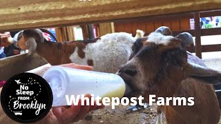 Amazing Petting Zoo  White Post Farms with Fall Festival and Pumpkin Picking  Long Island NY [upl. by Marcin]