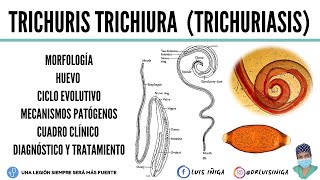 Trichuris trichiura Morfología Ciclo de vida Patogenia Clínica Diagnóstico Tratamiento [upl. by Diskin]