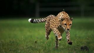 Cheetah Running In Slow Motion [upl. by Joly]