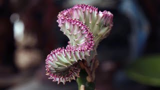 Euphorbia lactea crest variegata “Coral Cactus” [upl. by Aicen]