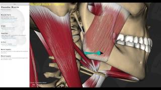 Muscles of Mastication Smart Lecture [upl. by Yekcaj]