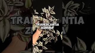 Como cuidar correctamente una Tradescantia Zebrina plantas tradescantiazebrina [upl. by Blankenship]