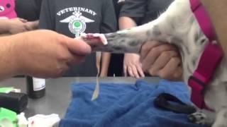 CCC Veterinary Assisting Hot to remove an IV Catheter [upl. by Flanagan]