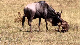 Geboorte gnoe Ngorongoro crater Tanzania [upl. by Johnny]