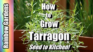 How to Grow Tarragon Seed to Kitchen Cuttings Care Dishes and More [upl. by Ahsas]