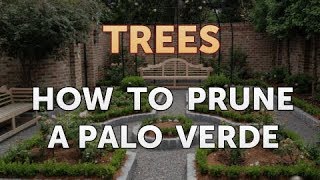 How to Prune a Palo Verde [upl. by Eetsirk916]