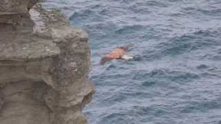 Peregrine falcon hunting hovering over and diving around Cornish cliffs UK  1 [upl. by Eanal]