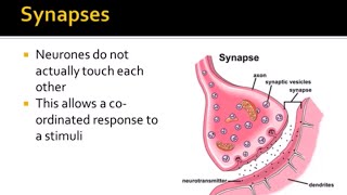 Nervous System Part 3  Synapses ALevel Biology [upl. by Weider]