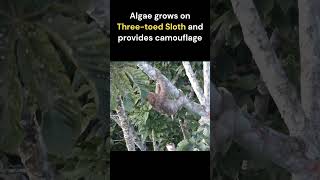 Three Toed Sloth  National Animal Of Costa Rica [upl. by Notnert476]