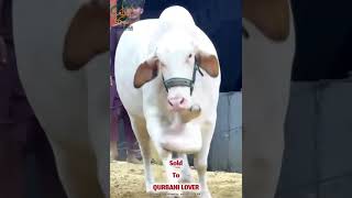 •ASLAM amp MAKKAH CATTLE FARM•Presenting“HOOR ♥️” [upl. by Peacock]