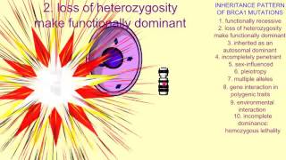 INHERITANCE OF BRCA1 IN BREAST CANCER 2 LOSS OF HETEROZYGOSITY [upl. by Nonnag155]