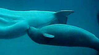 Beluga whale calf nursing [upl. by Nosac]