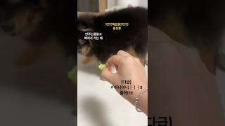 나 그렇게 얍삽한 주인 아니야 😭 강아지 pomeranian 포메라니안 강아지브이로그 반려견 브이로그 강아지일상 cute 댕댕이 귀여운강아지 puppy [upl. by Lauren]