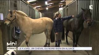 ANIMAUX  Le Fjord un cheval du Nord bien en Alsace [upl. by Kowal167]