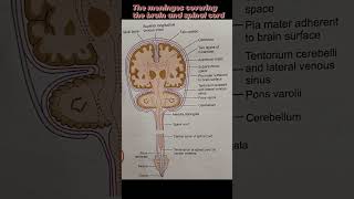 The meninges covering the brain and spinal cord 🩺🩺💊💉🏥 [upl. by Attekahs922]