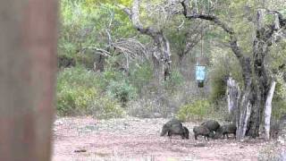 caceria de pecari de collar en Burgos Tamaulipas 2 de un tiro [upl. by Zenas]