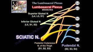 Lumbosacral Plexus  Everything You Need To Know  Dr Nabil Ebraheim [upl. by Nanahs]