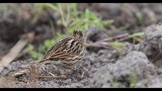 Savannah Sparrow eats a locust [upl. by Penny94]