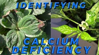 Lesson 4 How to Identify Calcium Deficiency in Crops [upl. by Eanar]