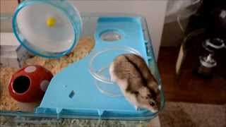 ジャンガリアンハムスター 脱走する。Djungarian hamsters Great Escape [upl. by Amjan875]