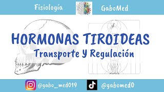 Fisiología Endocrina  Hormonas Tiroideas Transporte Y Regulación [upl. by Araminta529]