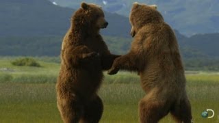 Giant Grizzly Bears Battle  Great Bear Stakeout [upl. by Oznola]