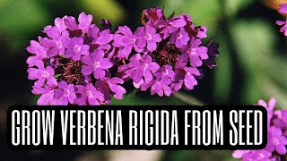 How to Grow Verbena rigida from Seed [upl. by Pennebaker]