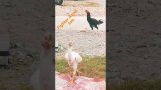 🐔 Aseel murge ki fight dekhne ke liye channel subscribe kare shorts trending viral [upl. by Karlen462]