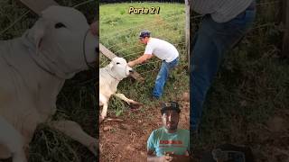 Castrando marruco deu ruim  carloszordan bezerra cavalo bezerrada fazenda gado comedia [upl. by Ertnom974]