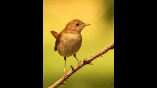 El Ruiseñor común  El canto más bello de la naturaleza [upl. by Attena357]